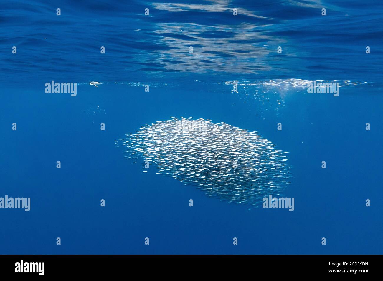 Sardine Köder Ball vor Terceira, Azoren, Portugal. Stockfoto