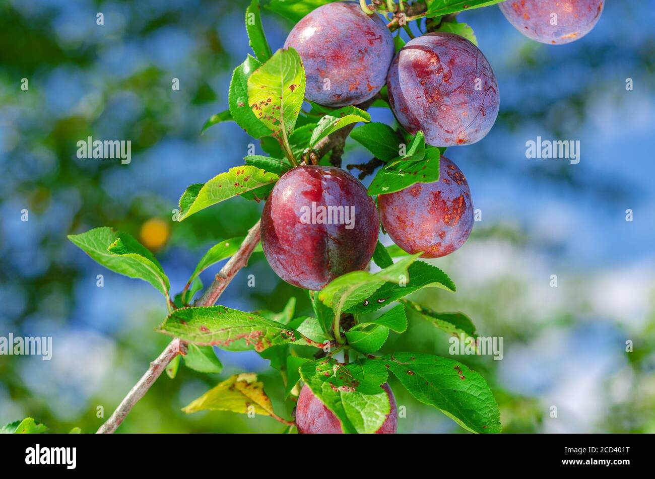 Blaue Pflaumen reifen auf einem Baum. Sommerernte. Gesunde Ernährung.  Früchte Stockfotografie - Alamy