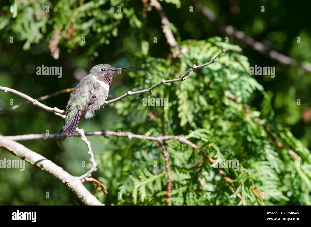 Rubinkehliger Kolibri (Archilochus colubris), der in einem Zedernbaum thront Stockfoto