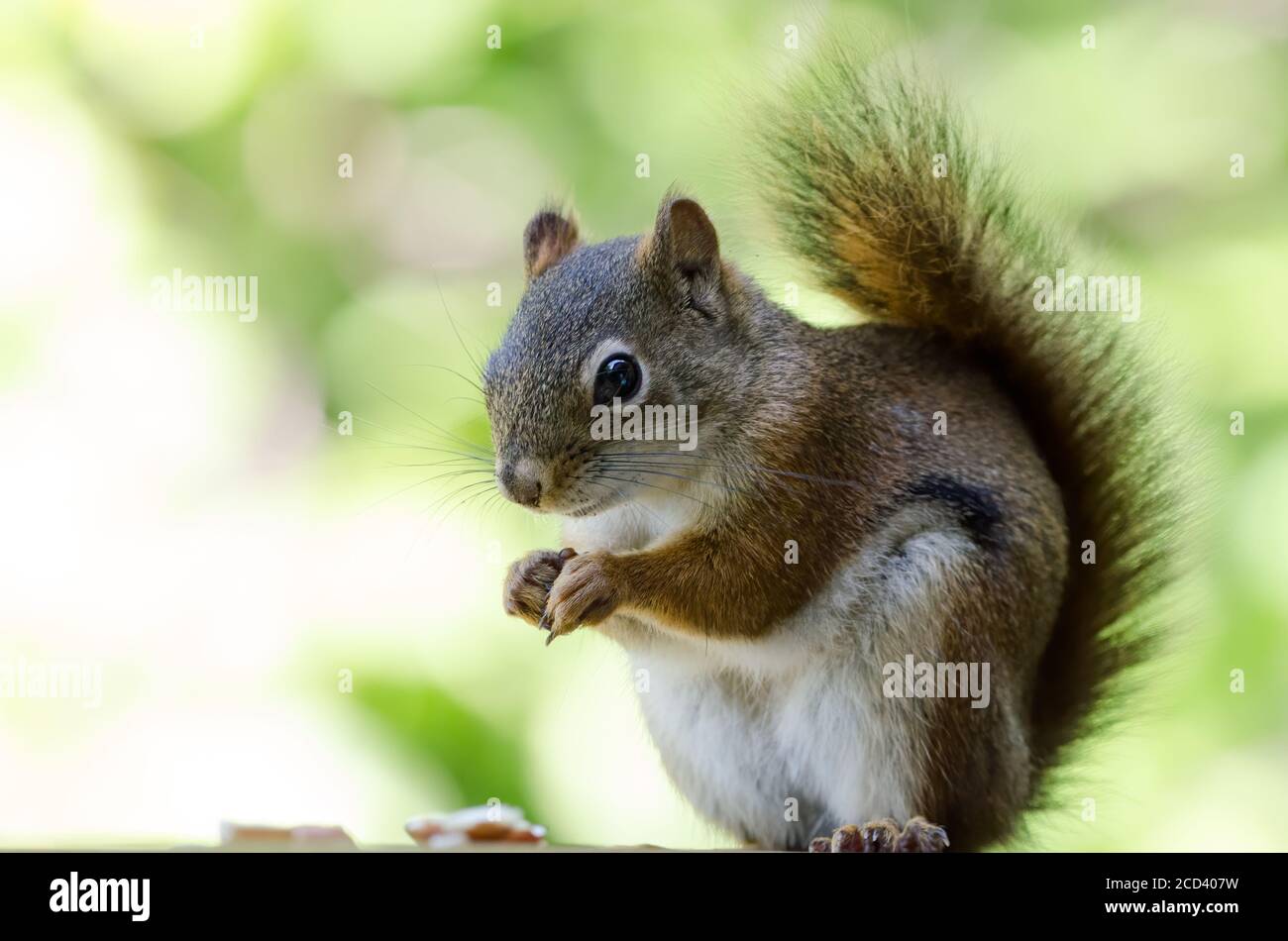 Amerikanisches Rotes Eichhörnchen (Tamiasciurus Hudsonicus) Stockfoto