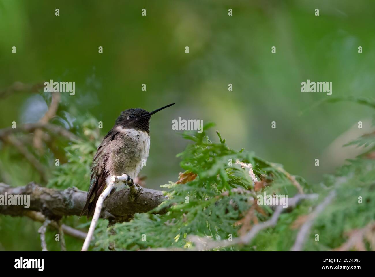 Kolibri thront in einem Zedernbaum Stockfoto