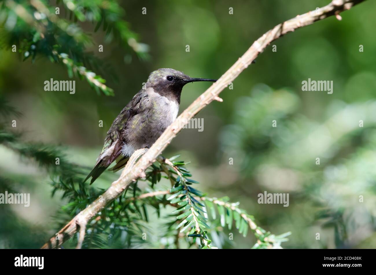 Rubinkehliger Kolibri (Archilochus colubris), der in einem Zedernbaum thront Stockfoto