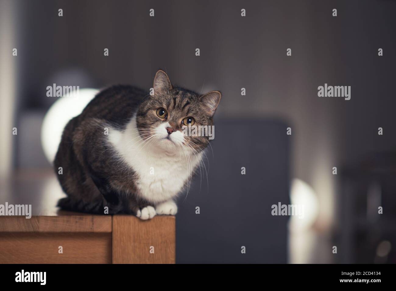 Tabby weiß Katze Porträt im Wohnzimmer Stockfoto