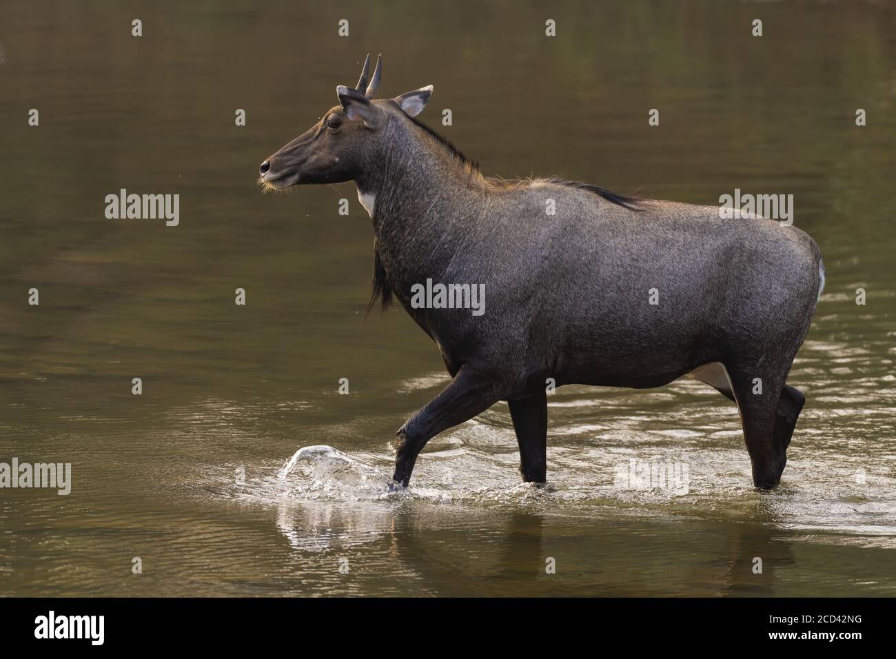 Ein Nilgai (Boselaphus tragocamelus), auch als blauer Stier überqueren eine flache Wasserkörper bei Ranthambore Tiger Reserve in Rajasthan, Indien. Stockfoto