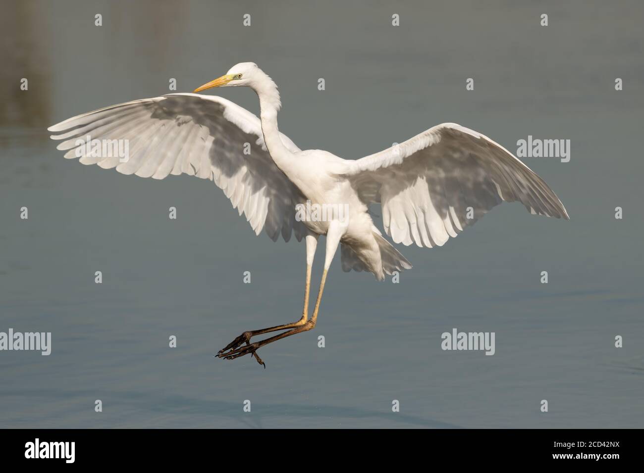 Ein großer Reiher (Ardea alba), der nach einer Landung im Wasser bei Ras Al Khor in Dubai, VAE, kommt. Stockfoto