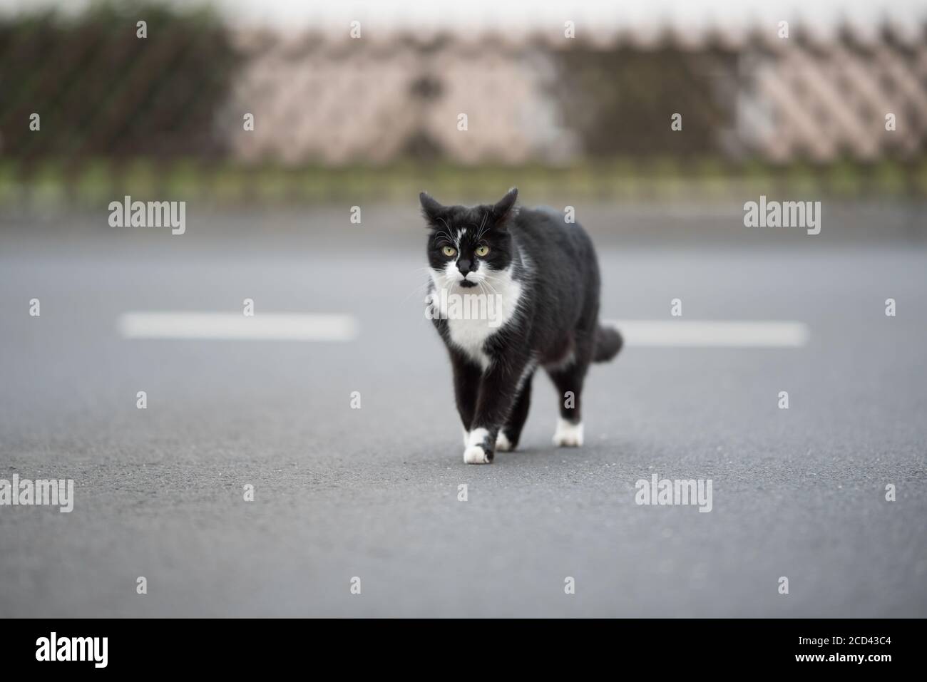 Schwarz-weiße Hauskatze, die über die Straße läuft Mit nach hinten gefalteten Ohren Stockfoto