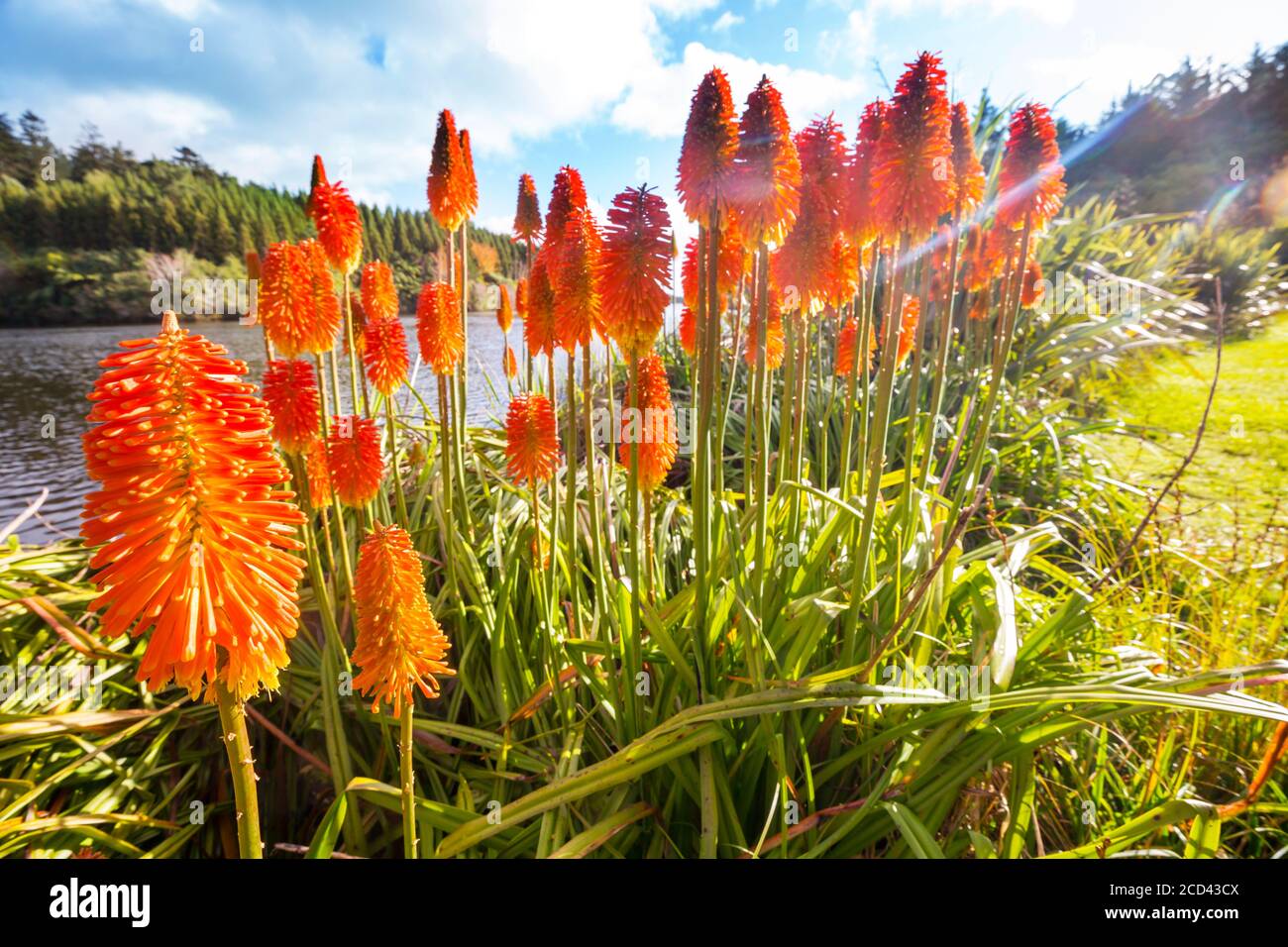 Aloe Vera Blten blhen am Ufer des Sees, Neuseeland Stockfotografie - Alamy