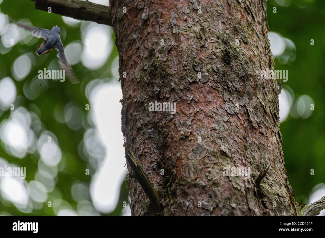 Ein Nuthatch (Sitta europaea) Sucht nach Nahrung auf einem Baumstamm, indem man nach oben geht Und runter Stockfoto