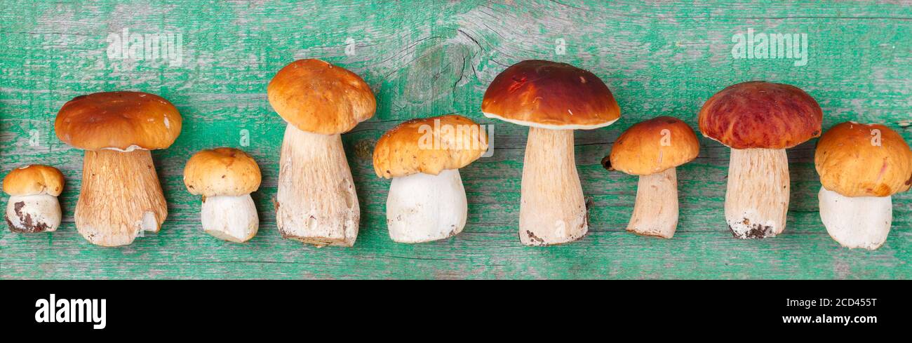 Essbare Waldpilze. Frisch gepflückte Steinpilze auf grünem Holzhintergrund. Selektiver Fokus, Draufsicht, Banner Stockfoto