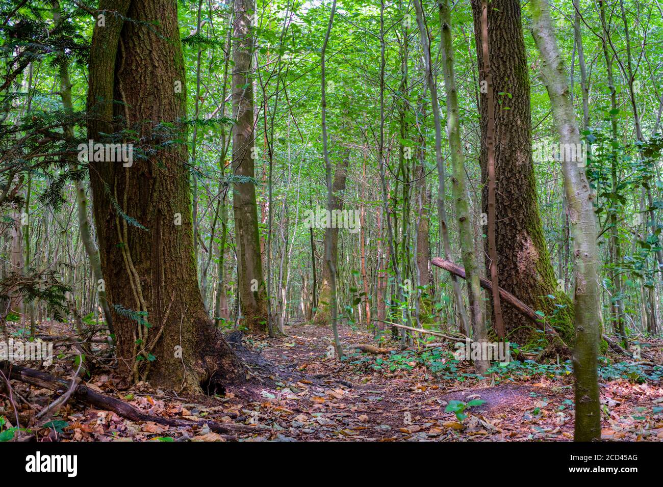 Aufnahmen mit Schärfentiefe aus deutschen Mischwäldern mit Viele grüne und Waldwege Stockfoto