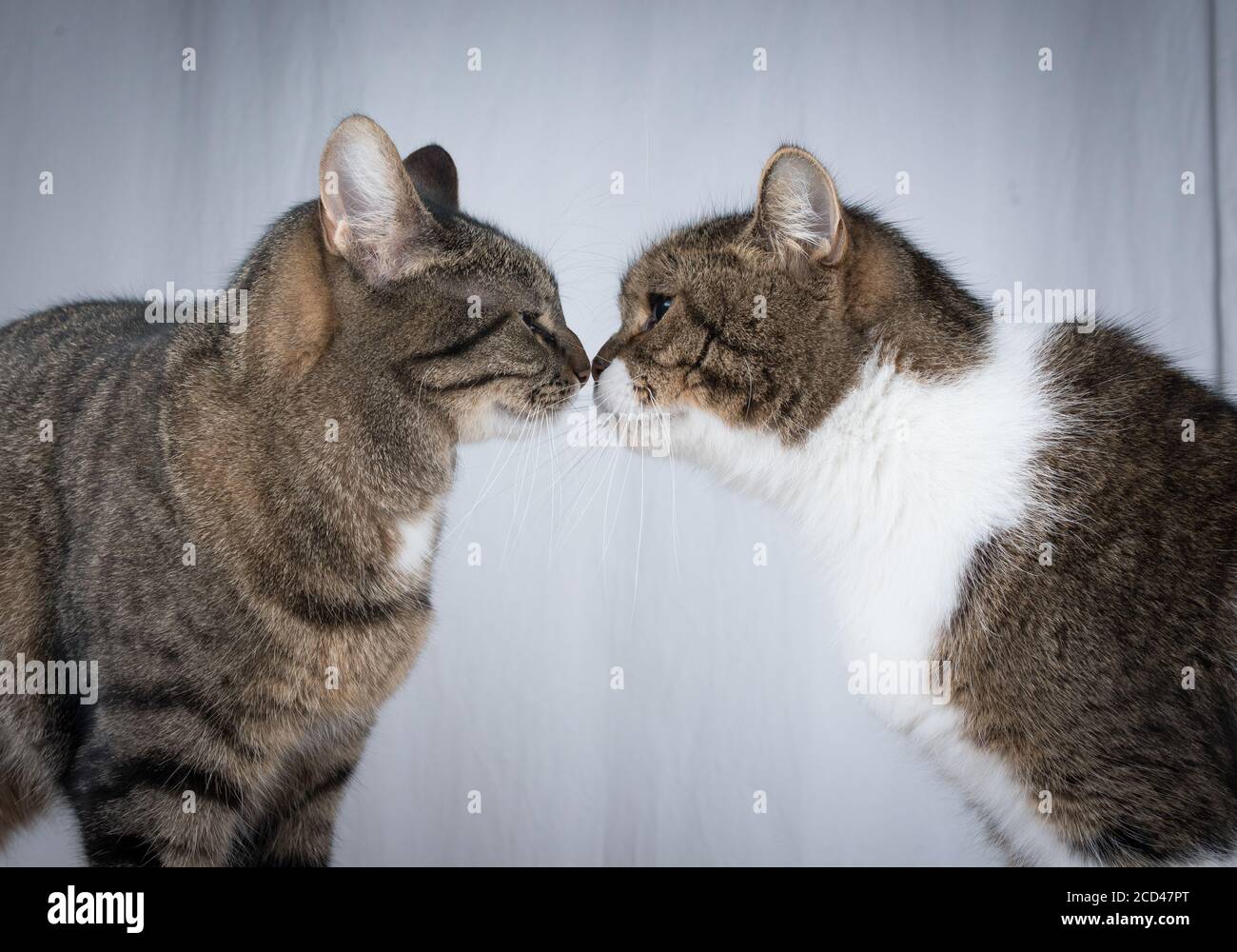 Tabby britische Kurzhaarkatze küsst tabby Hauskatze vor Mit weißem Vorhang Stockfoto