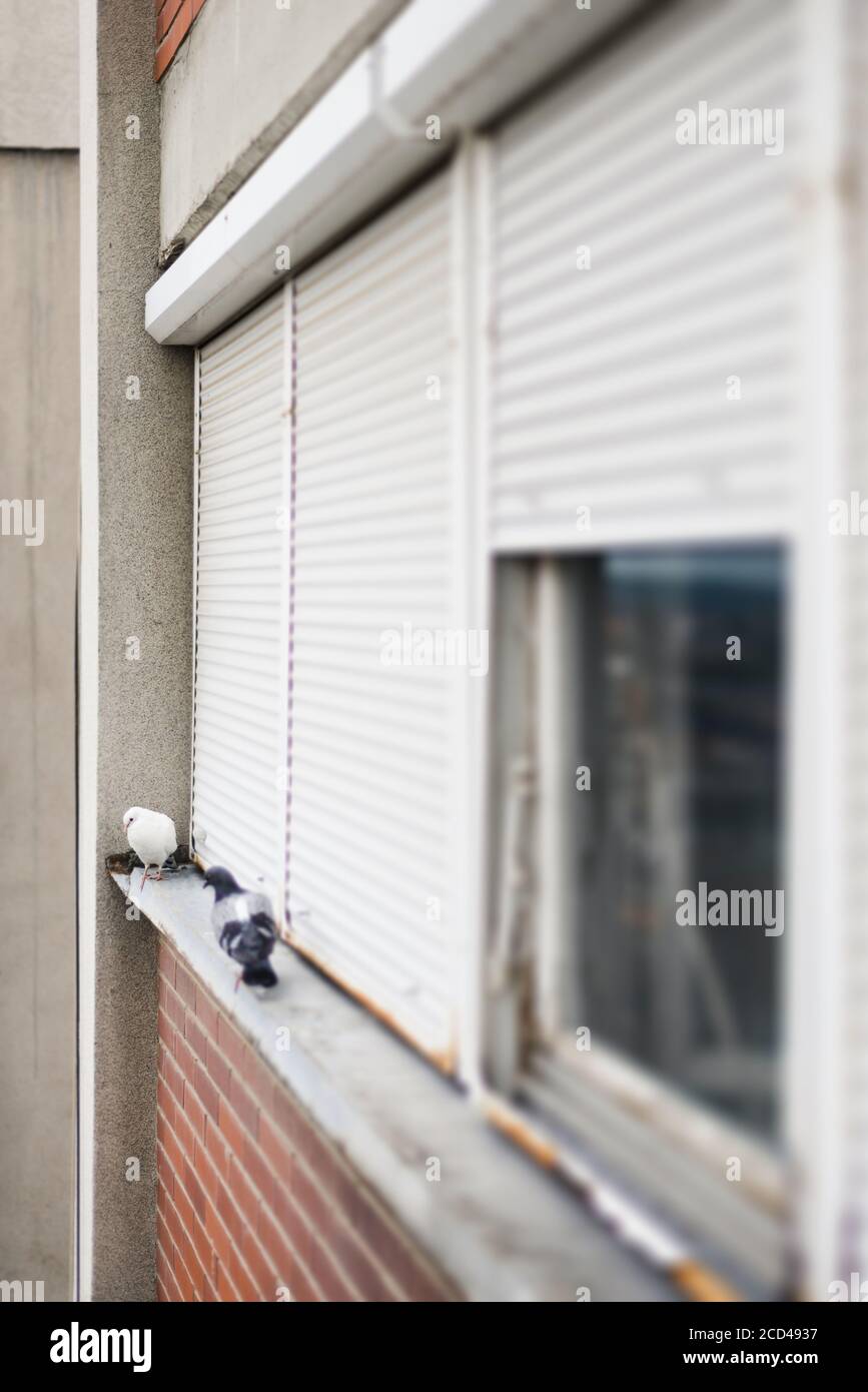Weiße und graue Tauben auf der Fensterscheibe Stockfoto