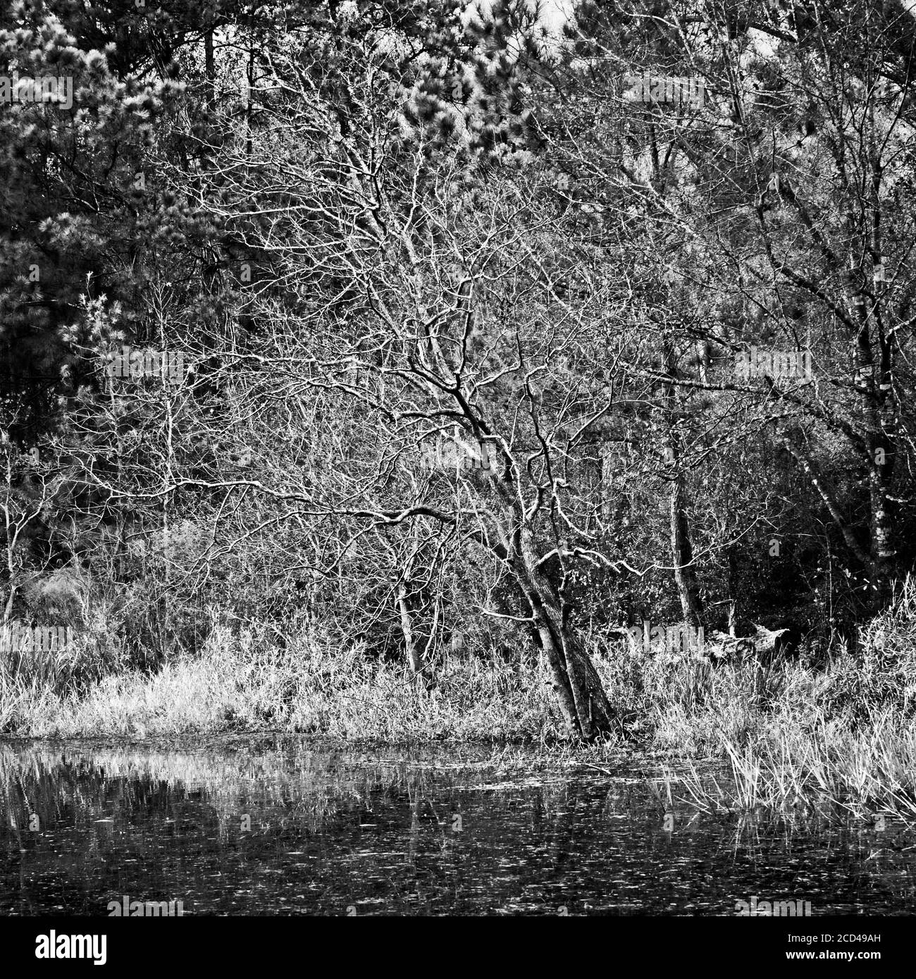 The Woodlands TX USA - 01-09-2020 - Dead Tree by Teich in Schwarzweiß Stockfoto
