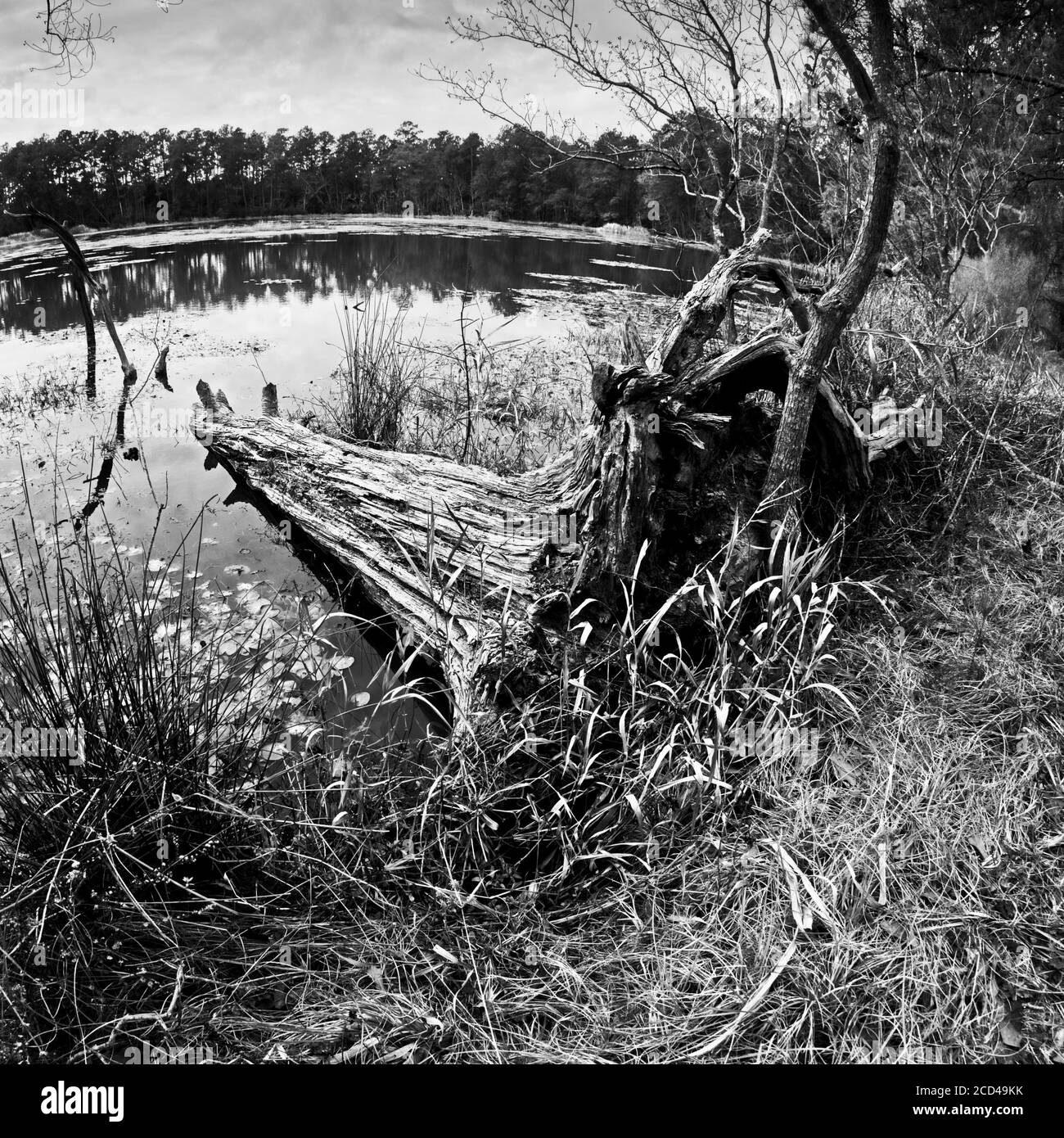 The Woodlands TX USA - 01-09-2020 - Dead Tree in See in B & W Stockfoto