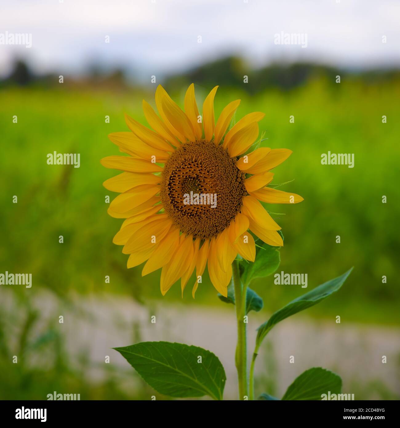 Blick auf eine Sonnenblumenblume in voller Pracht mit dem Hintergrund mit grünen Farben nicht fokussiert Stockfoto