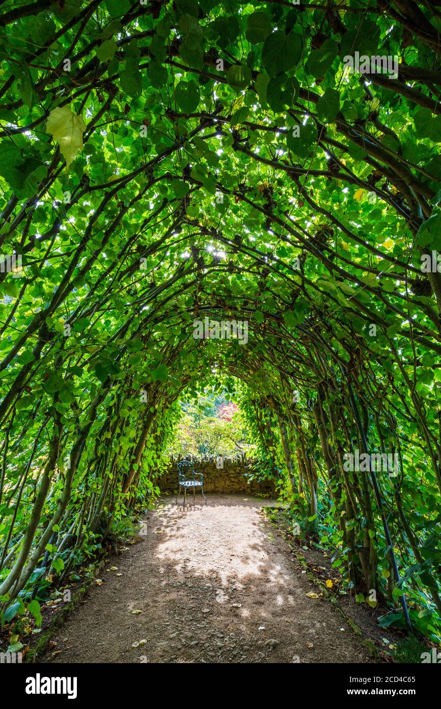 The Lime Arch at Hidcot Manor Gardens in Gloucestershire, England Stockfoto