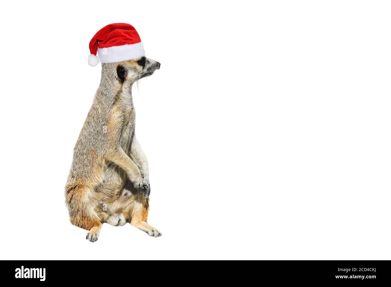 Sehr lustig Meerkat Manor sitzt in Weihnachten oder Santa Hut isoliert auf weißem Hintergrund. Neues Jahr-Banner mit Platz für Kopien. Stockfoto