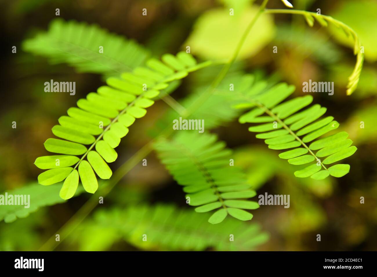 Farnblätter auf verschwommenem Naturhintergrund, Banner für Website Stockfoto