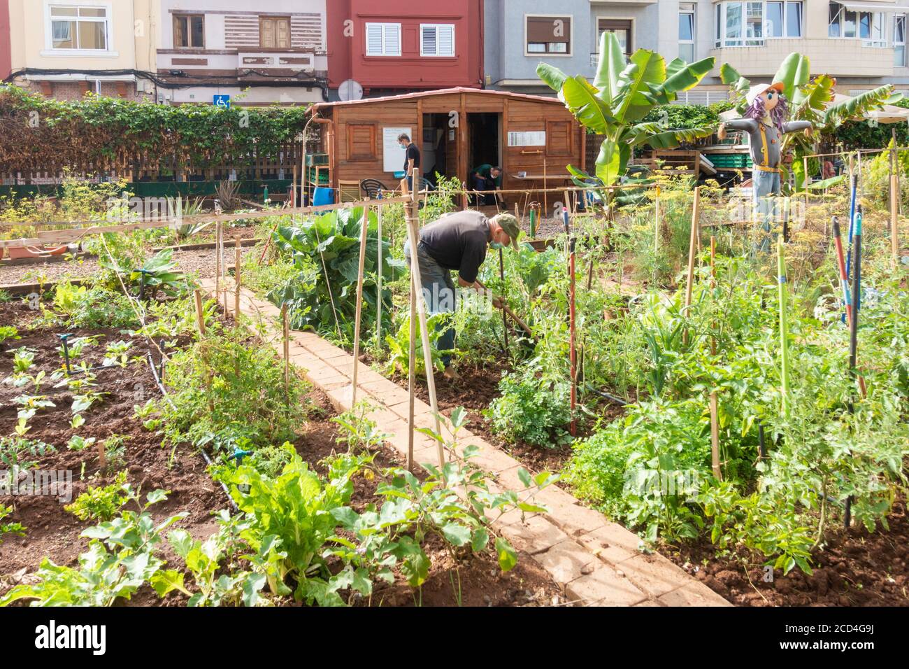 Mann mit Gesichtsmaske bei der Arbeit an städtischen Zuteilung während der Covid-Pandemie in Las Palmas auf Gran Canaria, Kanarische Inseln, Spanien. Stockfoto