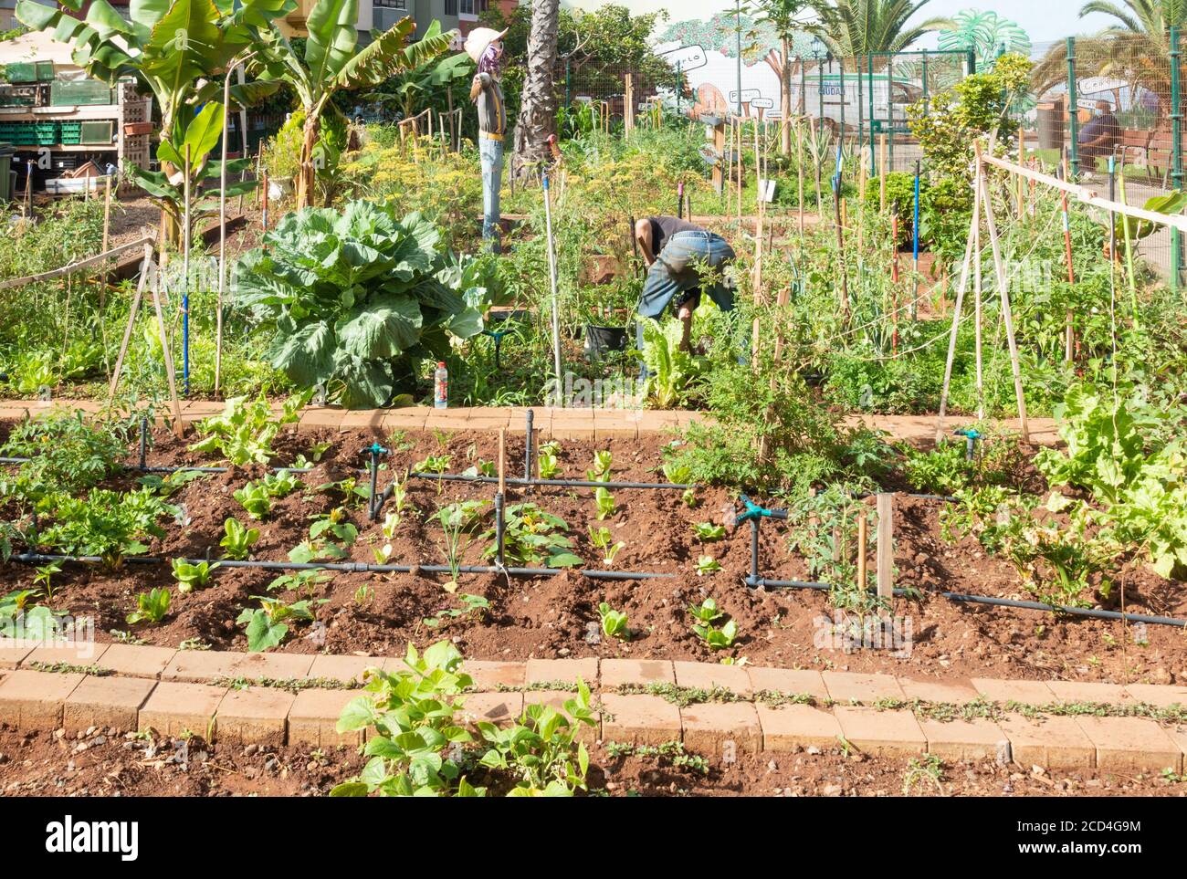 Mann, der an Stadtteilzuteilung in Las Palmas auf Gran Canaria, Kanarische Inseln, Spanien arbeitet. Stockfoto