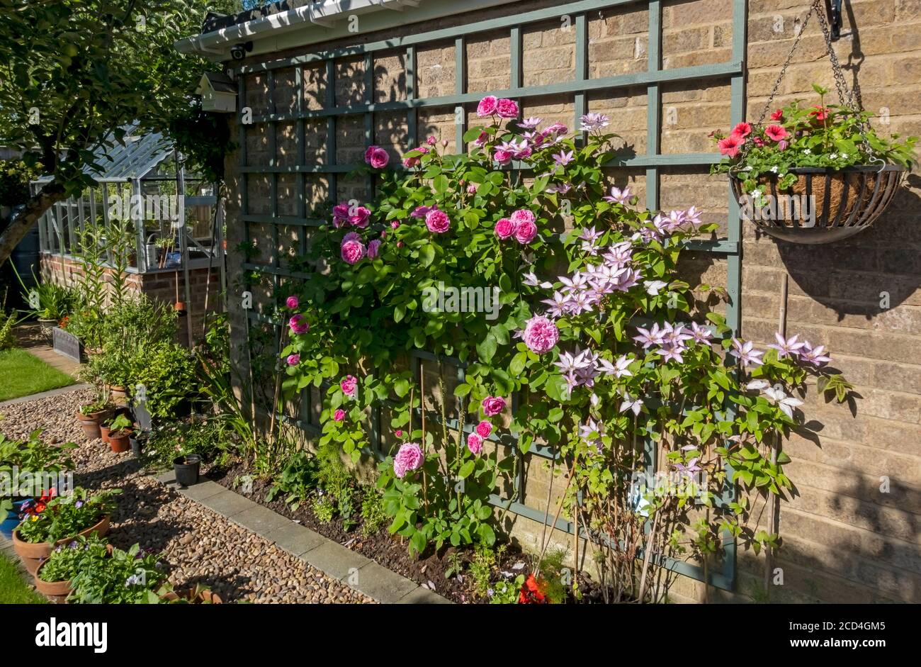 Rosa Rose „Gertrude Jekyll“ und Clematis „Samaritan Jo“, die auf Spalieren auf einer Gartenwand wachsen Blumen, die im Sommer England blühen Stockfoto