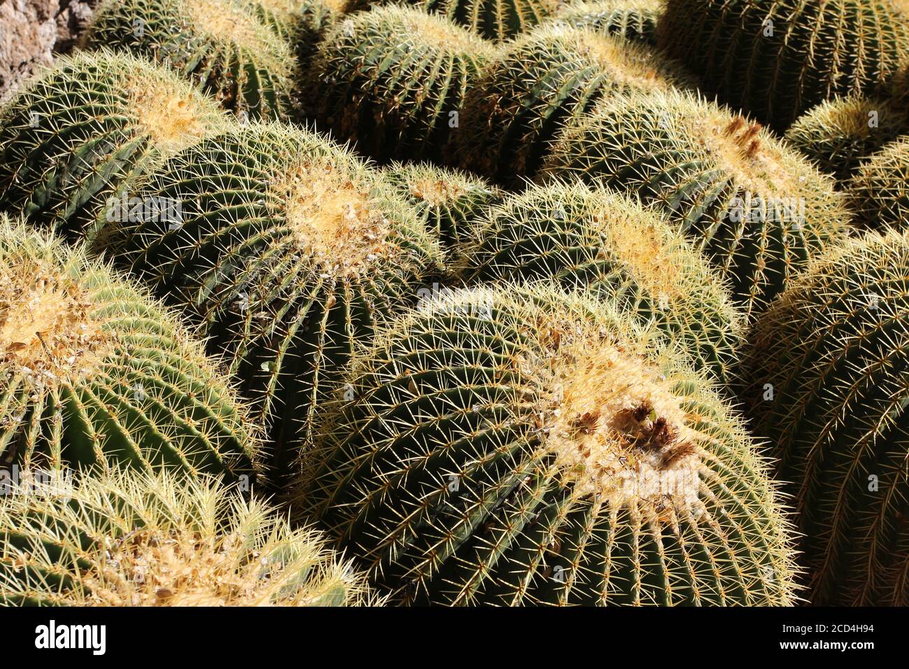 Ein Cluster von über 15 Barrel Kakteen dicht zusammen in Superior, Arizona, USA verpackt Stockfoto