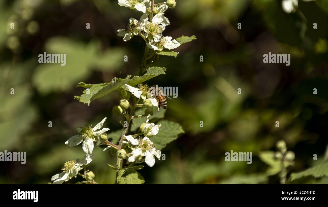 Europäische Honigbiene bei der Arbeit, auf einer weißen Blume. Stockfoto