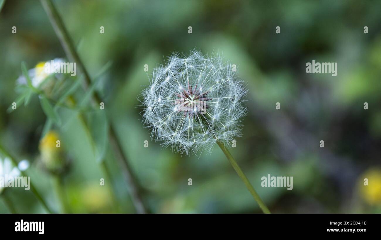 Löwenzahn, Taraxacum Officinale. Stockfoto