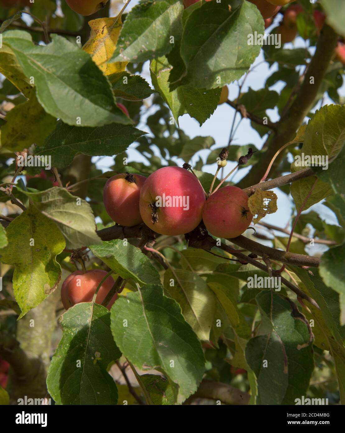 Crab Apple 'Jelly King' (Malus 'Mattdru') wächst in einem Obstgarten im ländlichen Surrey, England, Großbritannien Stockfoto