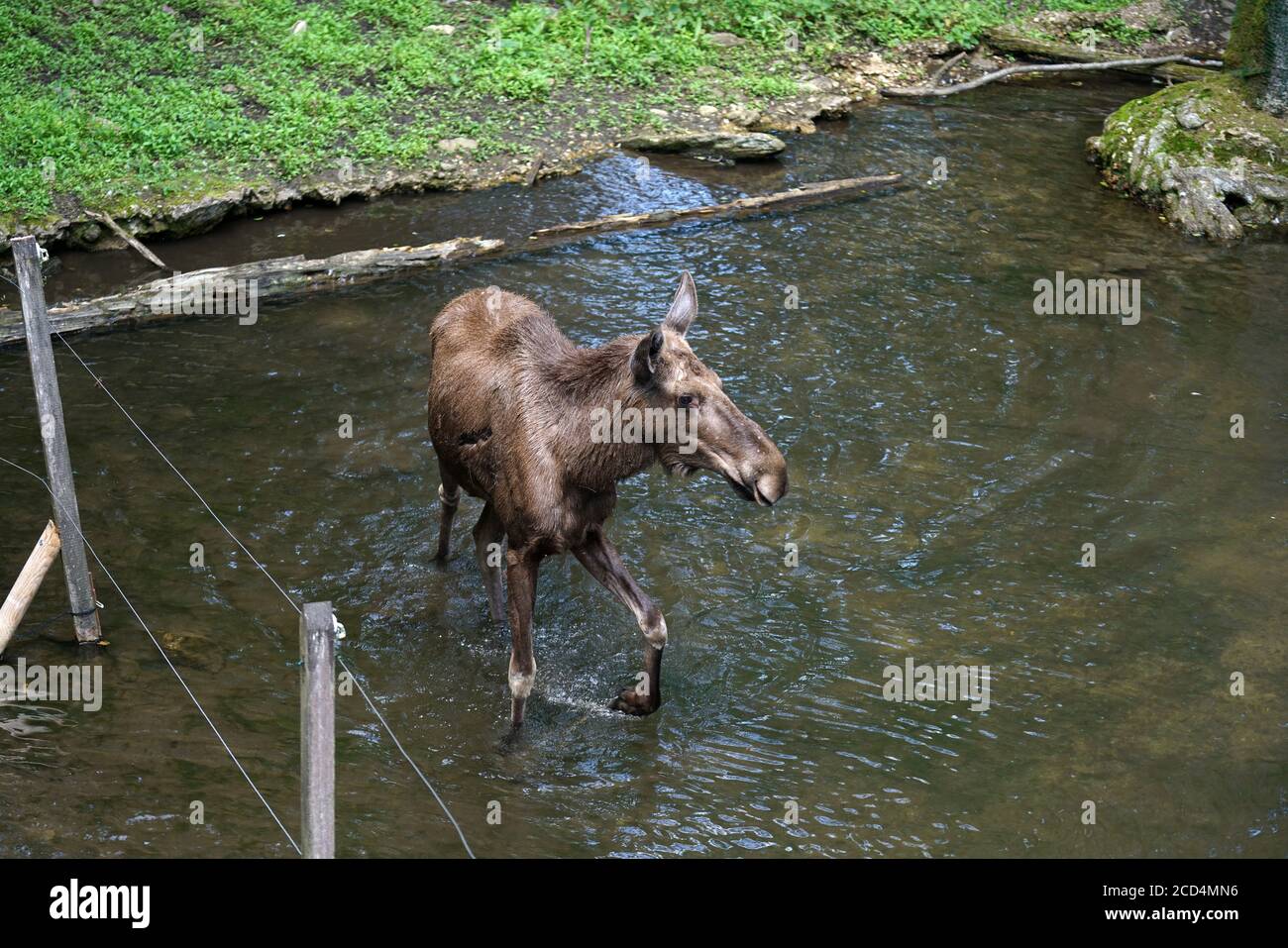Braune Elche im strömenden Wasser während des Tages Stockfoto