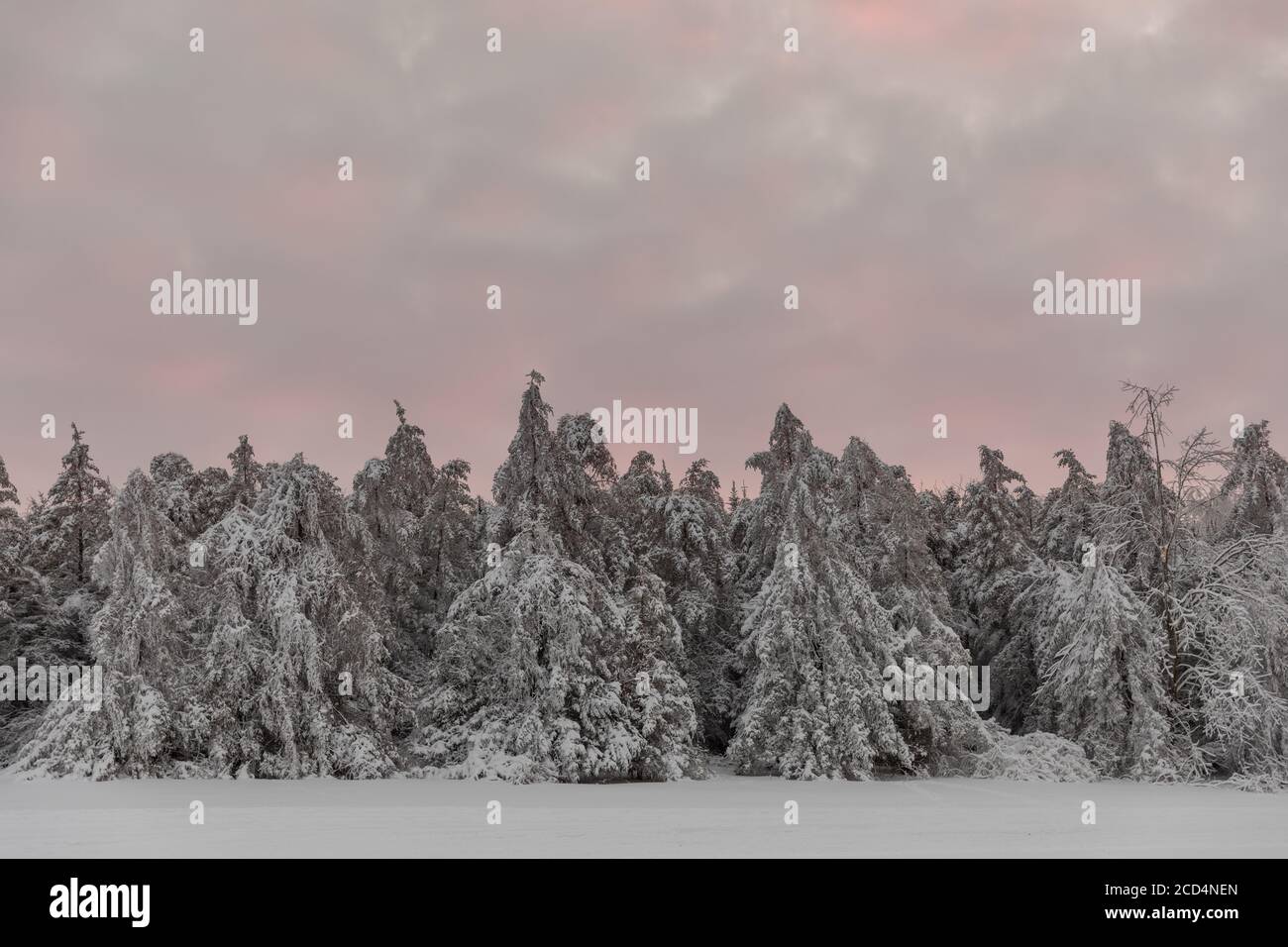 Mohawk Valley, New York State: Evergreens mit Schnee bekleidet nach einem Sturm, Herkimer County. Stockfoto