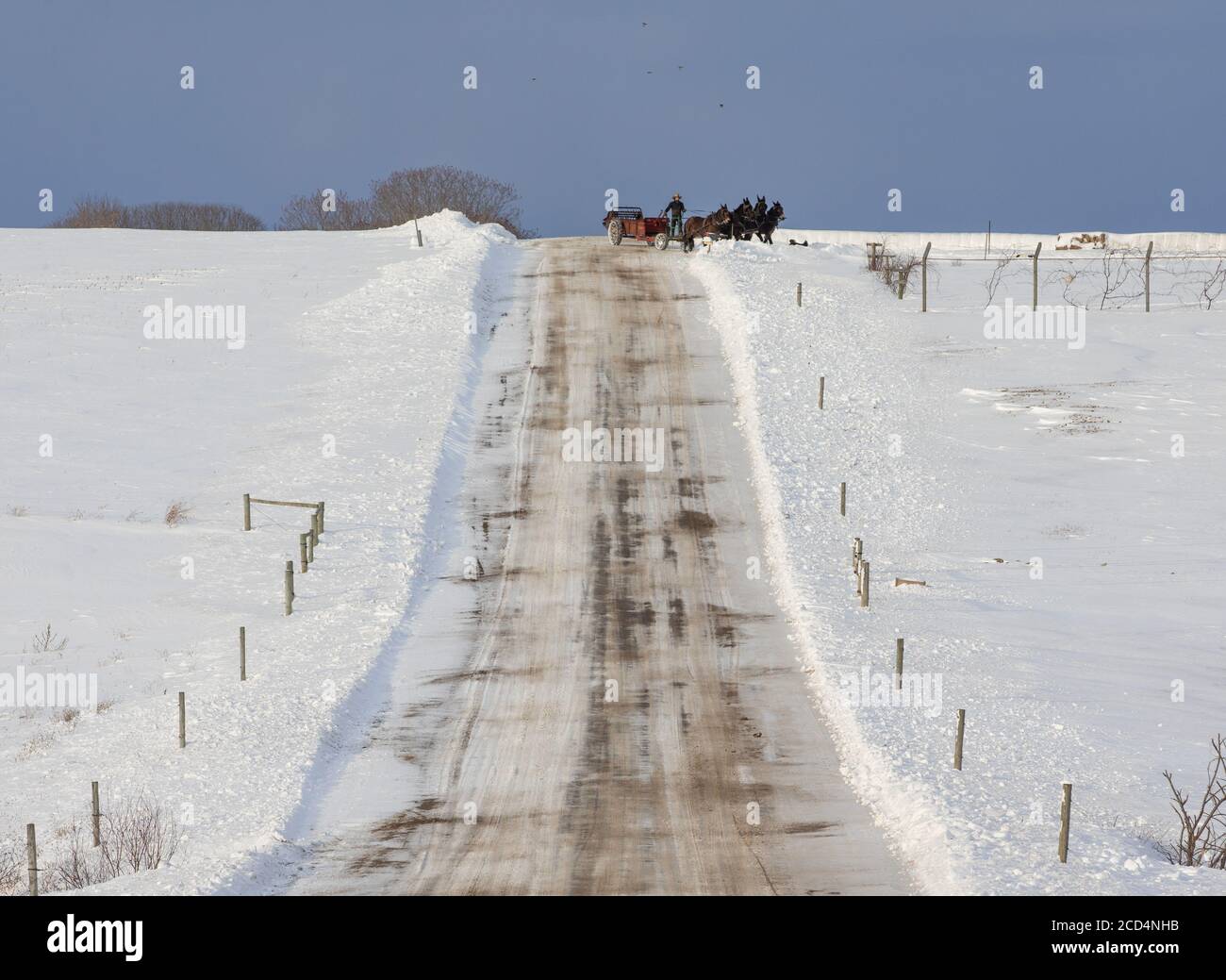 Mohawk Valley, New York State: Amish Farmer fährt ein Team von vier Pferden, um Heu, über schneebedeckte Felder und Straßen zu holen. Stockfoto