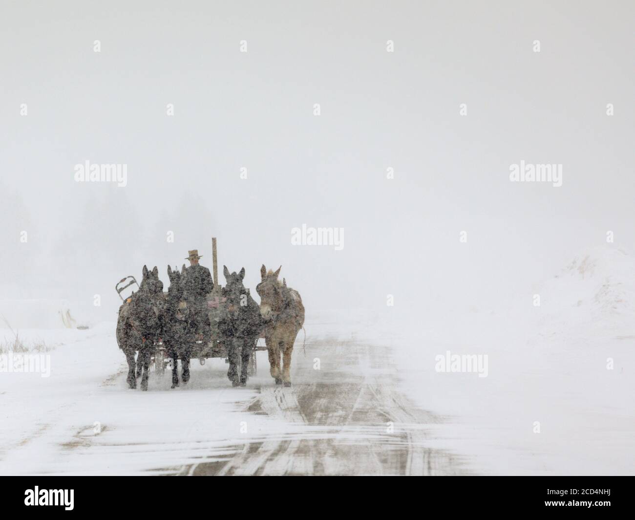 Mohawk Valley, New York State: Amish Farmer fährt ein Team von vier Pferden, während eines Schneesturms. Stockfoto