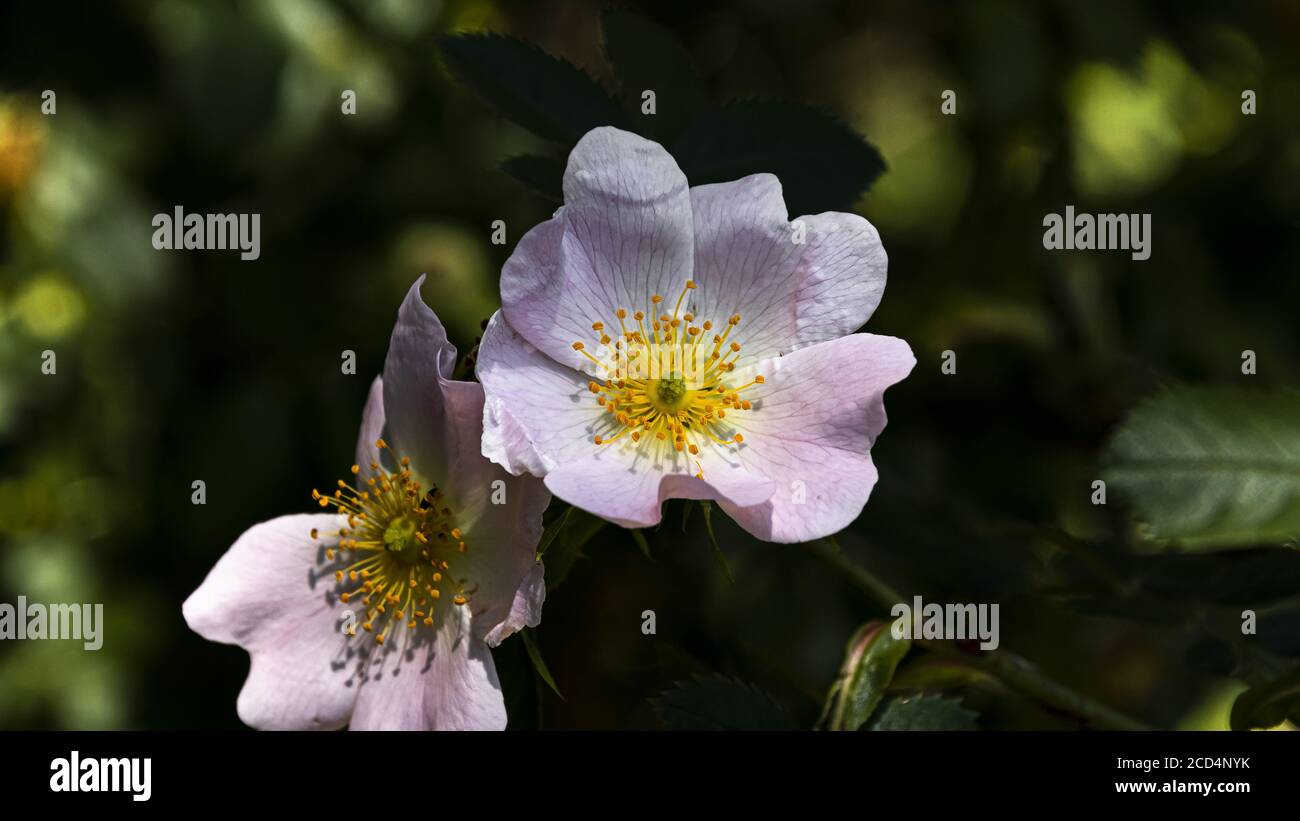 Hundrose, Wildrose, Rosa canina. Stockfoto