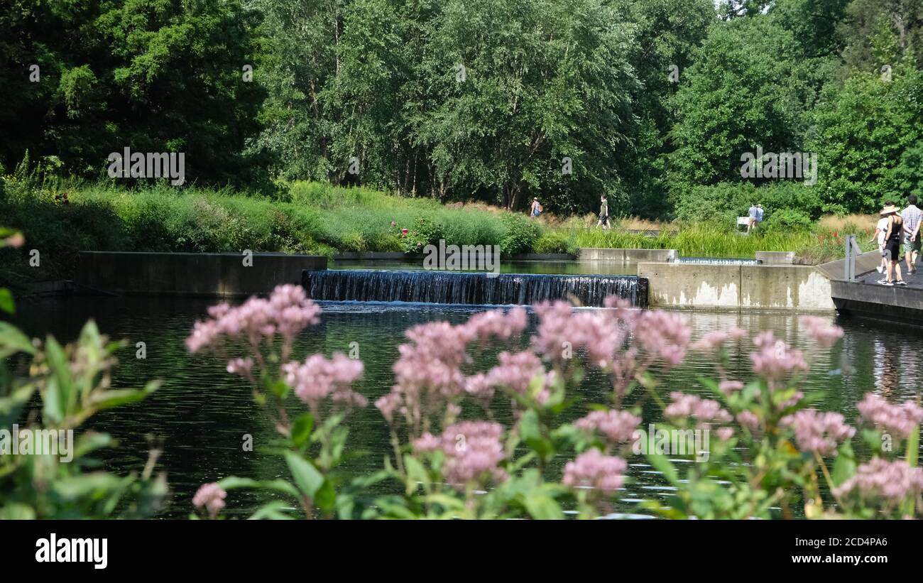 Blumen an den Wasserfällen Stockfoto