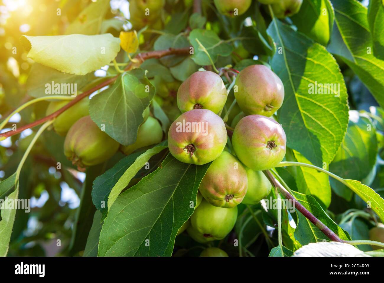 Apple Home Garten fruchtbare Bäume. Gartenarbeit. Saftige gesunde Früchte. Lecker, gesund Stockfoto