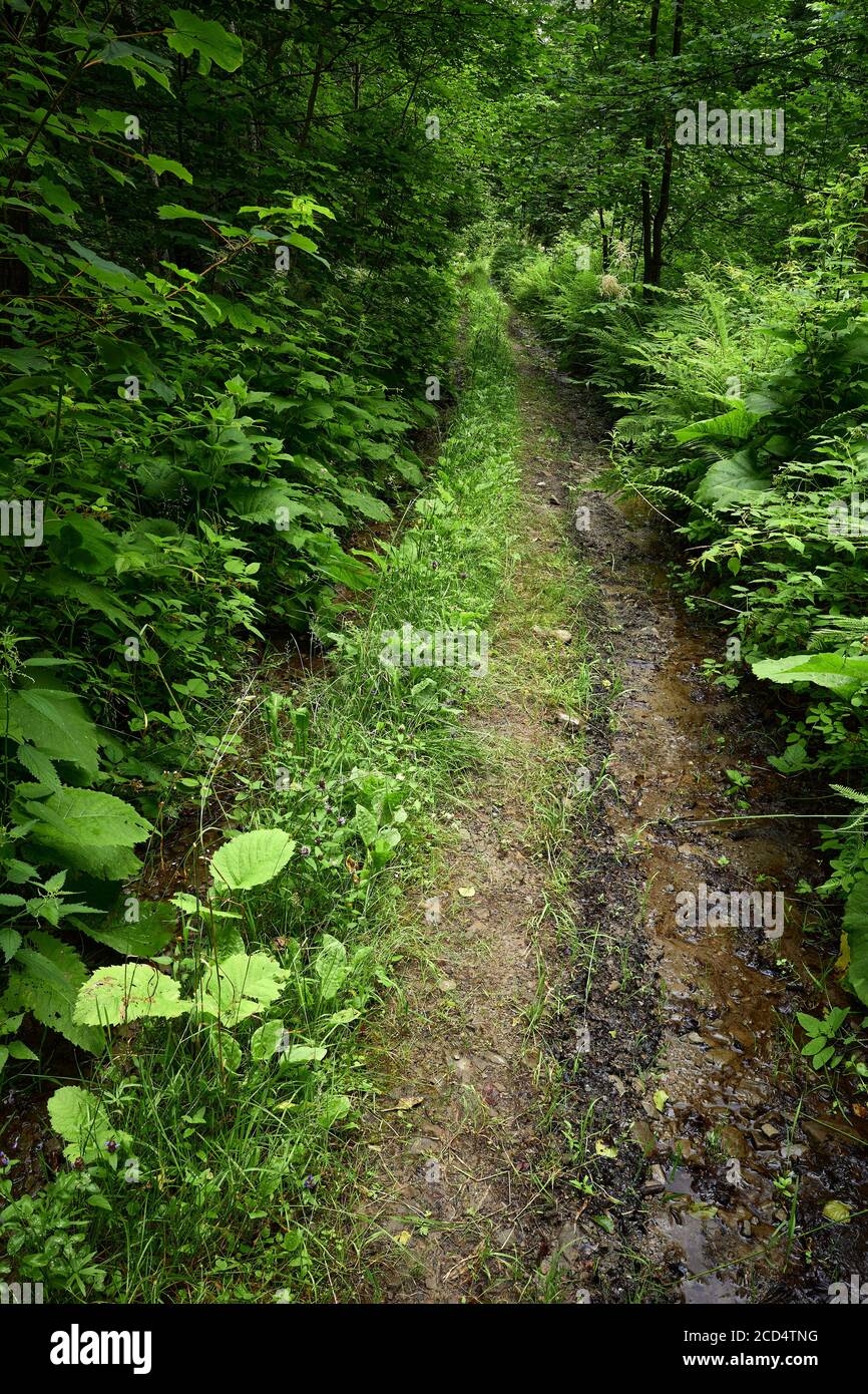 Straße. Nasse Feldweg im Wald Grün. Bergroute am Fuße des Mt. Bilyi Kamin (1062), Polonynsche Beskiden, Ukrainische Karpaten. Stockfoto