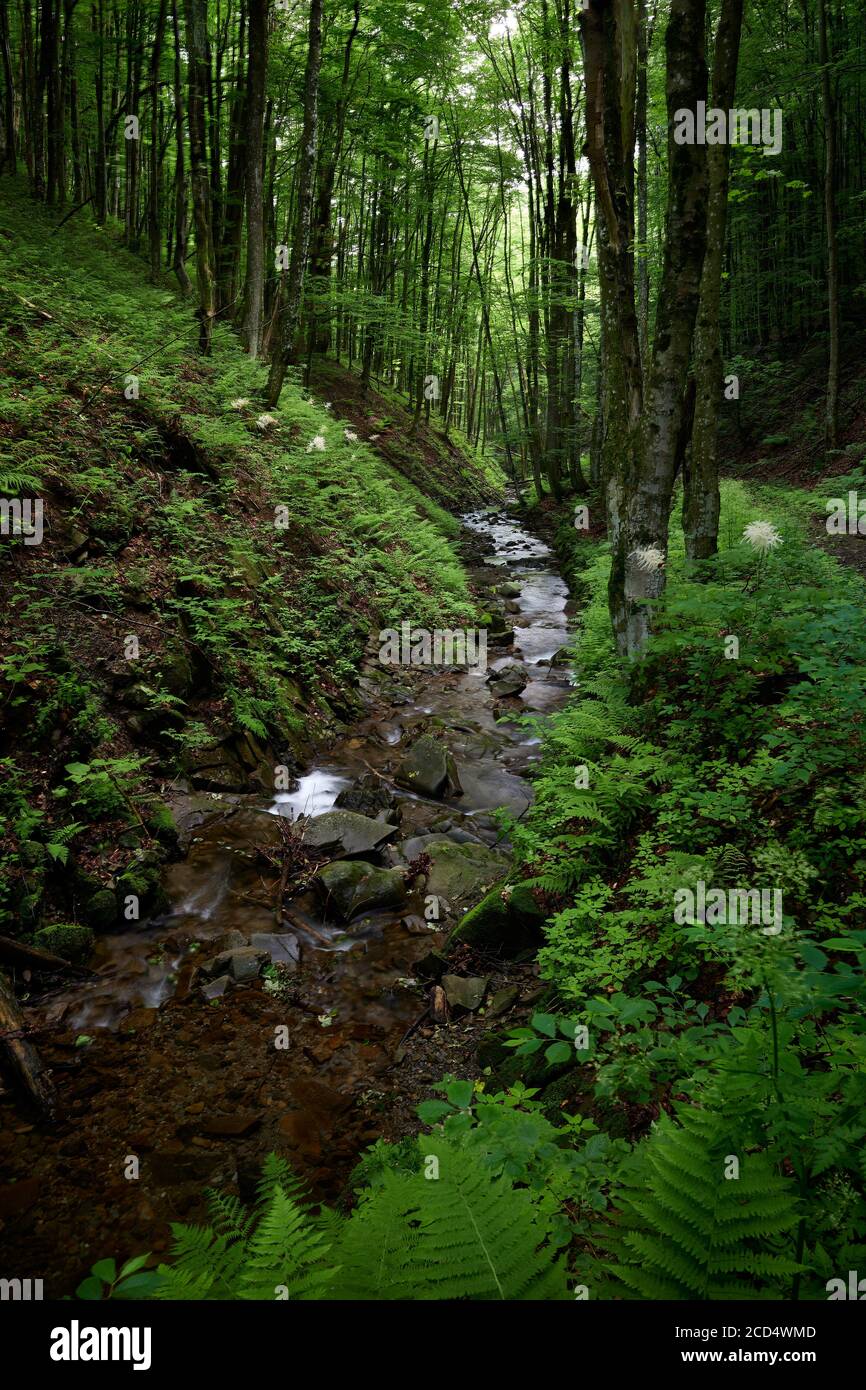 Kristallklares Wasser von Karpaten Bergbach. Klares Wasser eines Bergstroms im Grünen des Karpaten-Waldes. Stockfoto