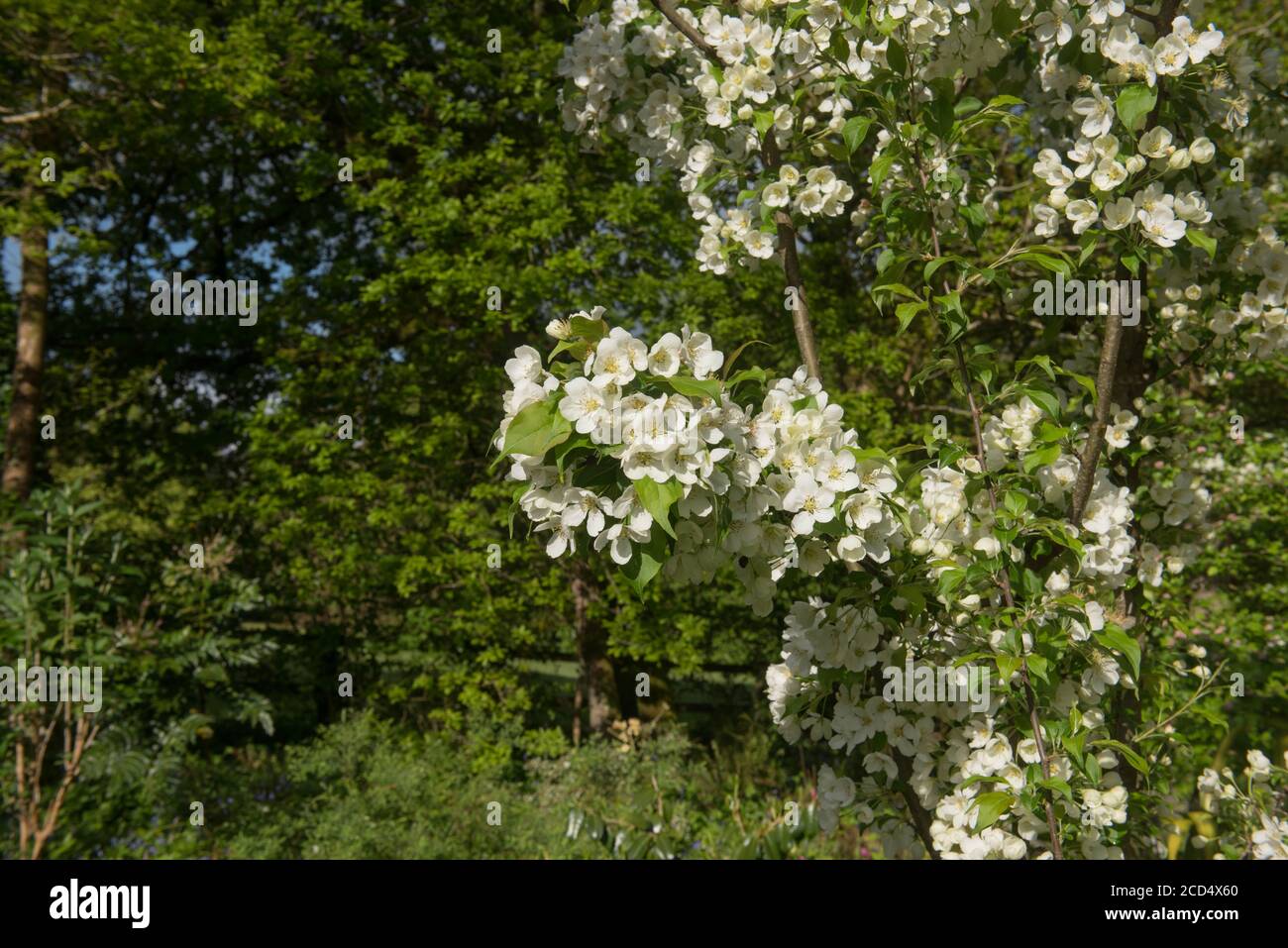 Frühling blühende weiße Blüte auf einem Crab Apfelbaum (Malus 'Indian Magic') wächst in einem Woodland Garden in Rural Devon, England, Großbritannien Stockfoto