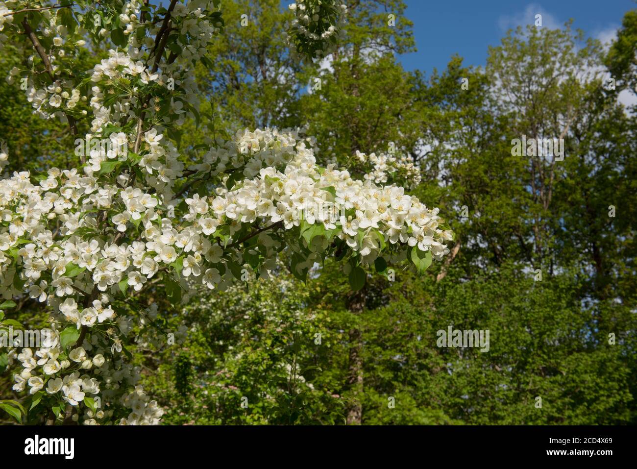 Frühling blühende weiße Blüte auf einem Crab Apfelbaum (Malus 'Indian Magic') wächst in einem Woodland Garden in Rural Devon, England, Großbritannien Stockfoto