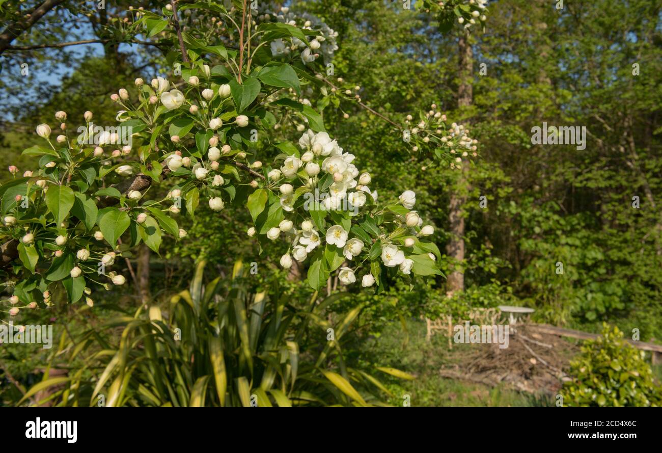 Frühling blühende weiße Blüte auf einem Crab Apfelbaum (Malus 'Indian Magic') wächst in einem Woodland Garden in Rural Devon, England, Großbritannien Stockfoto