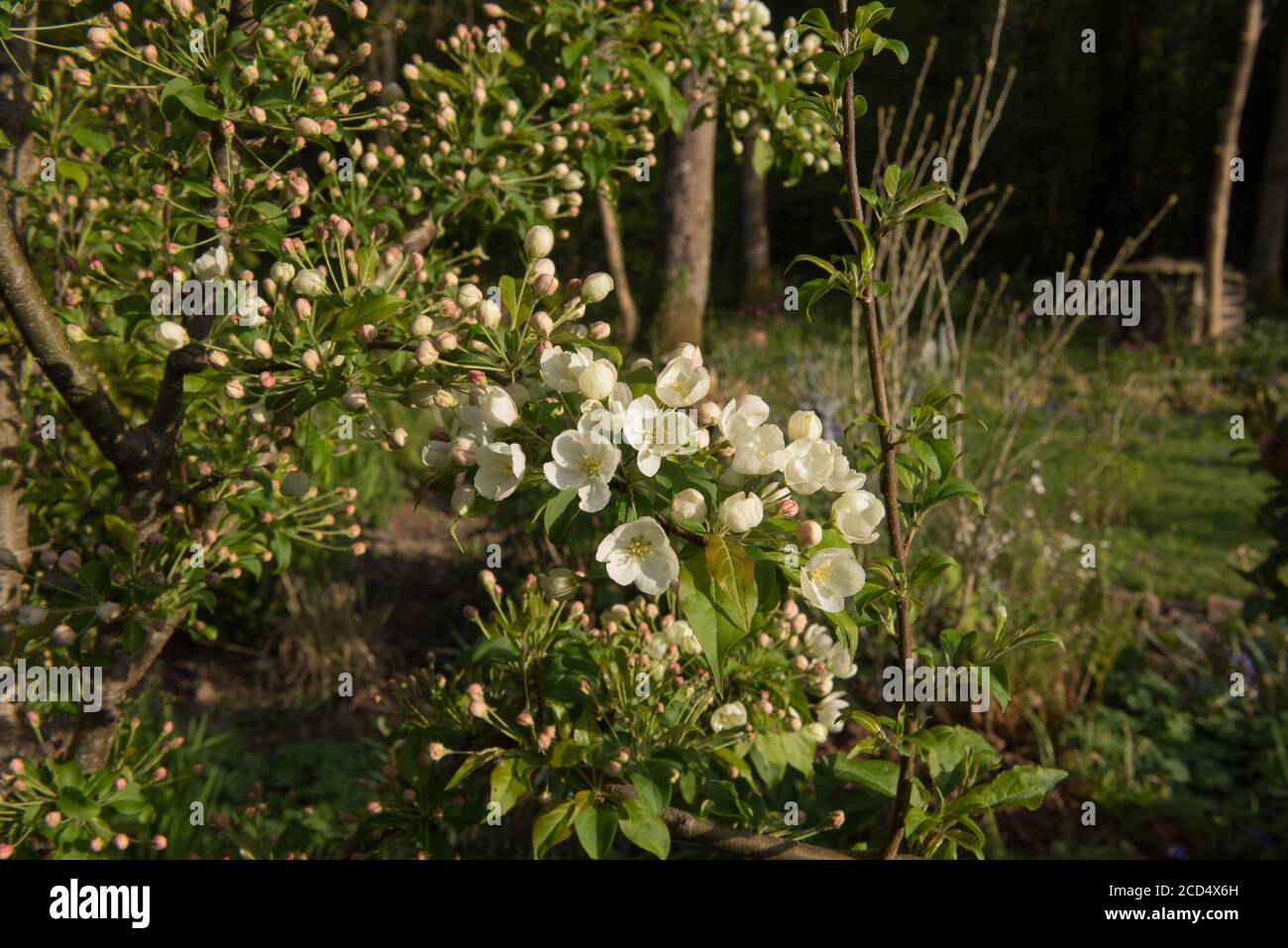 Frühling blühende weiße Blüte auf einem Crab Apfelbaum (Malus 'Indian Magic') wächst in einem Woodland Garden in Rural Devon, England, Großbritannien Stockfoto