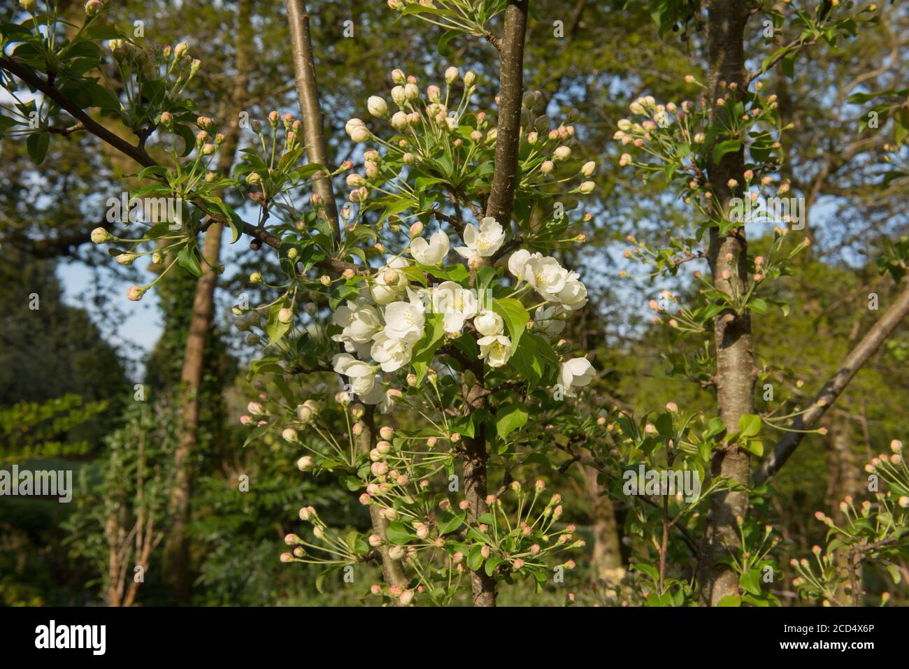 Frühling blühende weiße Blüte auf einem Crab Apfelbaum (Malus 'Indian Magic') wächst in einem Woodland Garden in Rural Devon, England, Großbritannien Stockfoto