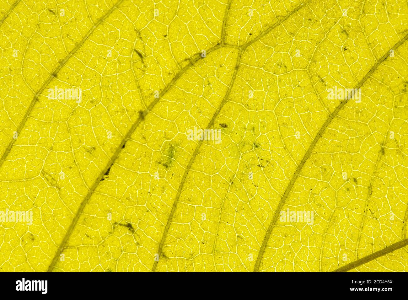 Blatt der seneszenten Kirsche (Prunus avium) Stockfoto