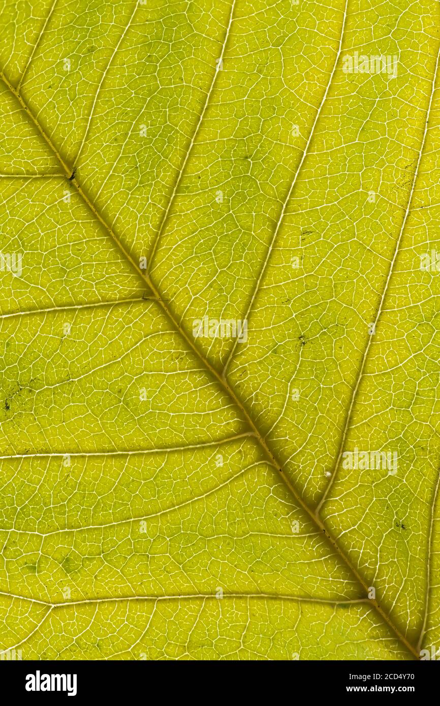 Blatt der seneszenten Kirsche (Prunus avium) Stockfoto