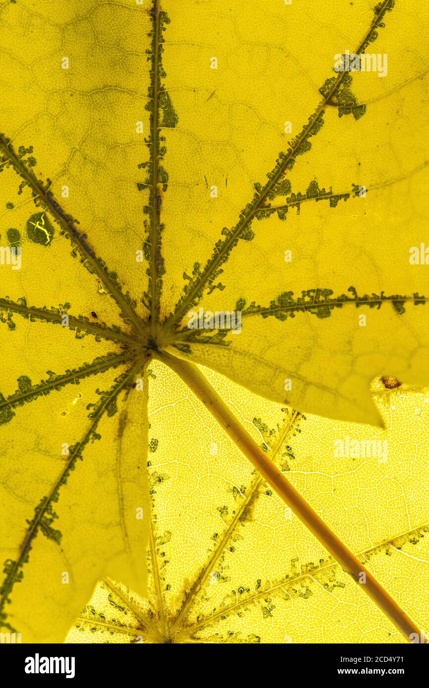 Seneszierender Ahorn (Acer spec.) Blätter Stockfoto