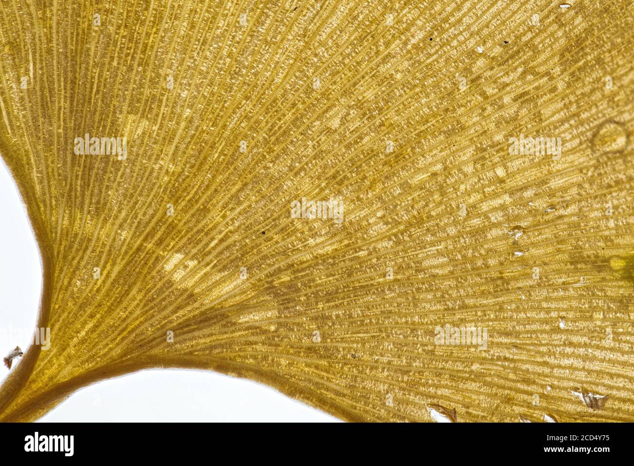 Seneszierendes Blatt eines Maidenhair-Baumes (Gingko biloba) Stockfoto