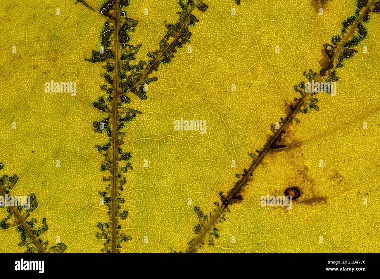 Seneszierender Ahorn (Acer spec.) Blatt Stockfoto