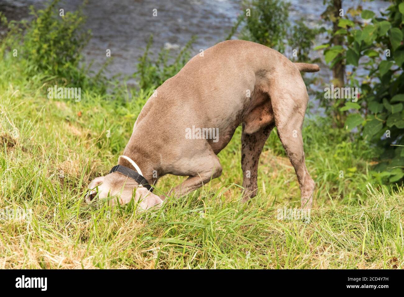 Weimaraner graben ein Loch in den Boden. Ein Jagdhund jagt eine Maus im Gras. Der Hund versteckte seinen Kopf im Boden. Stockfoto