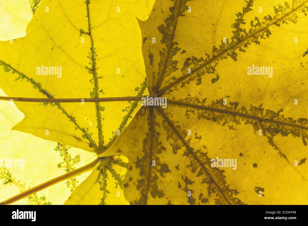 Seneszierender Ahorn (Acer spec.) Blätter Stockfoto